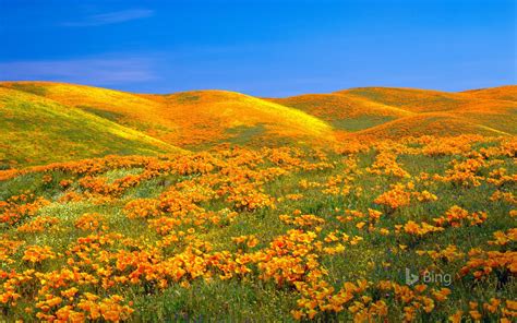 Bing Homepage Mountain Flowers Bing Antelope Valley Poppy Reserve