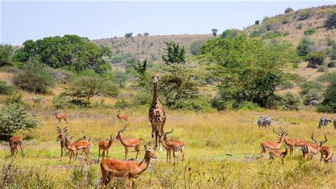 Botswana To Re Open Wildlife National Park