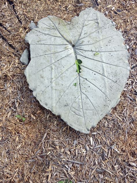 Cement leaf | Cement leaves, Plant leaves, Leaves
