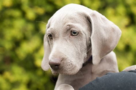 Weimaraner Alles Over Hondenrassen En Puppys De Nieuwe Hond