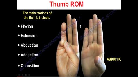 Movements Of The Thumb —
