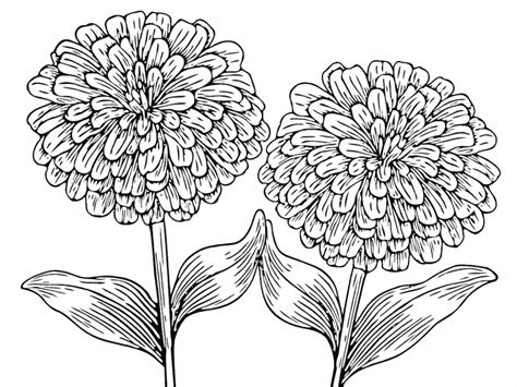 Drawing & Illustration Art & Collectibles Digital Zinnias Coloring Page ...