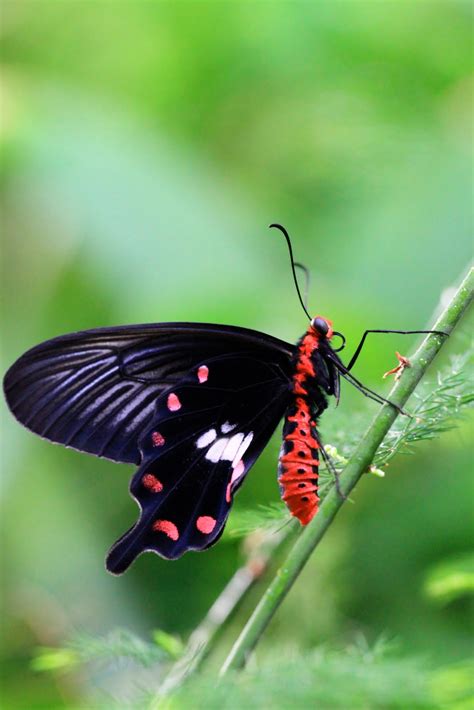 Into The Wild Common Rose Butterfly