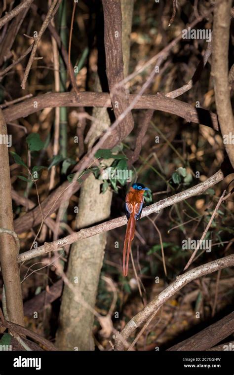 Male Rufous Madagascar Paradise Flycatcher Terpsiphone Mutata Mutata