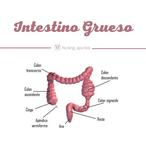 Intestino Grueso Nursing Apuntes Udocz