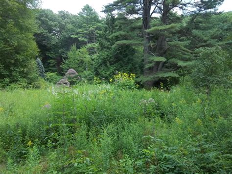 New york city natives include mosses, ferns, grasses, sedges and rushes, wildowers, trees, shrubs, and vines. This living museum contains 1,500 kinds of native New ...