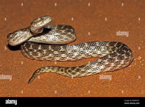 Snake Snakes Reptile Reptiles Predator Predators Animal Animals