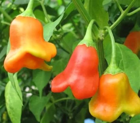 Mad Hatter Pepper 20 Seeds Ornamental Rare Peppers Great Etsy