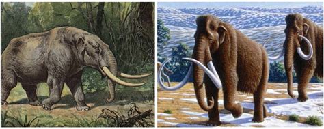 Mastodon Or Mammoth Us National Park Service