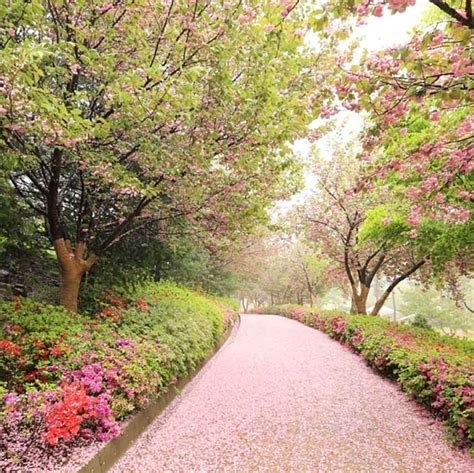 Cherry Blossom Path Wolmyeongdong