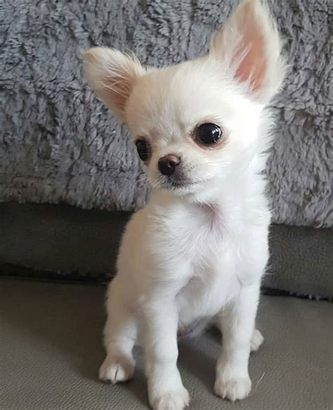 Tiny Fluffy Teacup Chihuahua