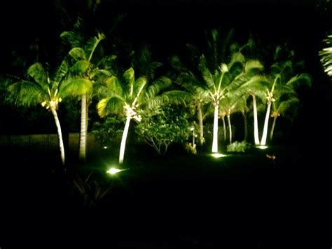 Lighting Palms At Night Discussing Palm Trees Worldwide Palmtalk