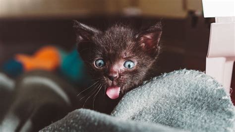 Download Wallpaper 1366x768 Cat Kitten Emotions Funny