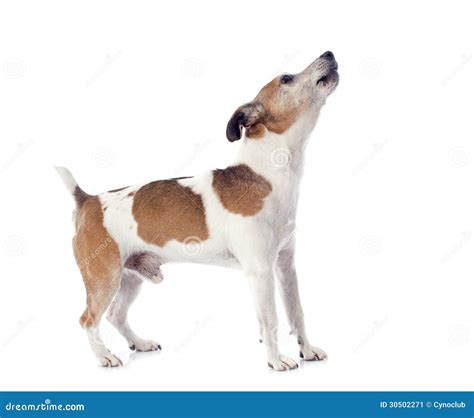 Barking Jack Russel Terrier Stock Image Image Of Brown Indoors 30502271