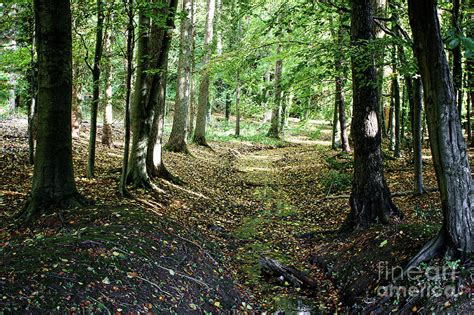 Woodland Scene In Uk Photograph By Tom Gowanlock