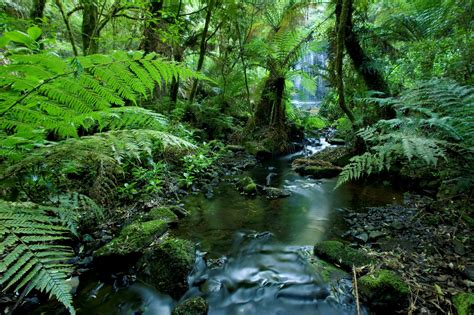 A Stream Running Through A Tropical Rainforest In Brazil Luis Veiga