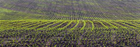 Spring Field With Rows Of Corn Corn Shoots In The Field Stock Image