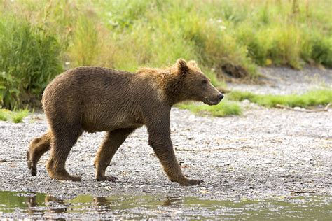 Kodiak Bear Kodiak National Wildlife Refuge Wildlife Phot Flickr