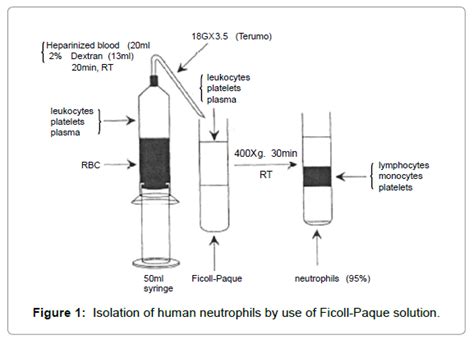 Wherever possible, examples and practical protocols. pharmaceutica-analytica-acta-human-neutrophils