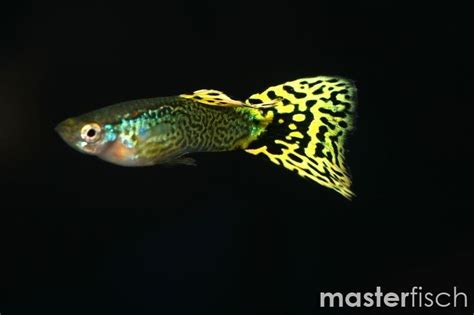 Endler guppys haben keine besonderen ansprüche an pflanzen, so dass du ich empfehle dir eine große wurzel, welche mit moos bewachsen ist und verschiedene echinodorus arten. Guppy Cobra-Grün - Poecilia reticulata - Aquaristik