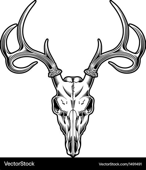 Deer Skull Royalty Free Vector Image Vectorstock