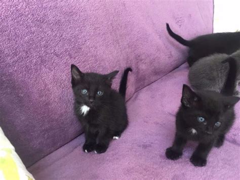 Beautiful Half Siamese Kittens For Sale Reduced Must Go Soon In