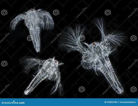 Artemia Or Artemia Salina Is A Genus Of Aquatic Crustaceans Also Known