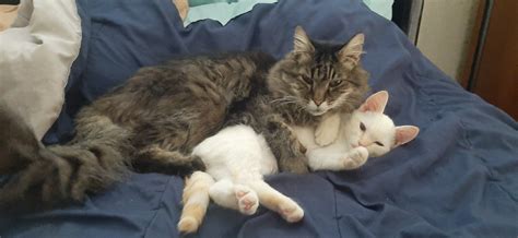 My Adult Cat Simply Cant Get Enough Of His New Kitten