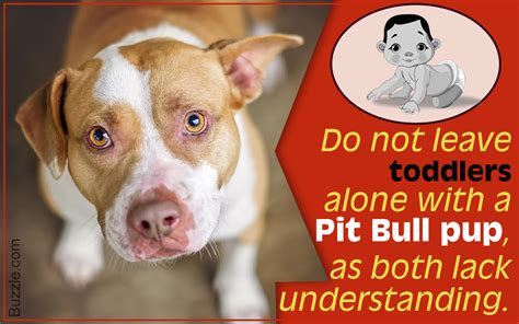 What You Must Know Before Getting A Pit Bull Terrier Mix As A Pet Dogappy