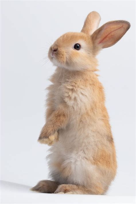 Little Brown Rabbit Standing On Isolated White Background At Studio