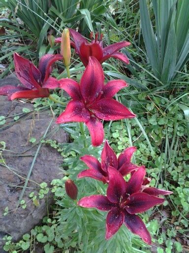 Love Lilies Love Lily Plants Flowers