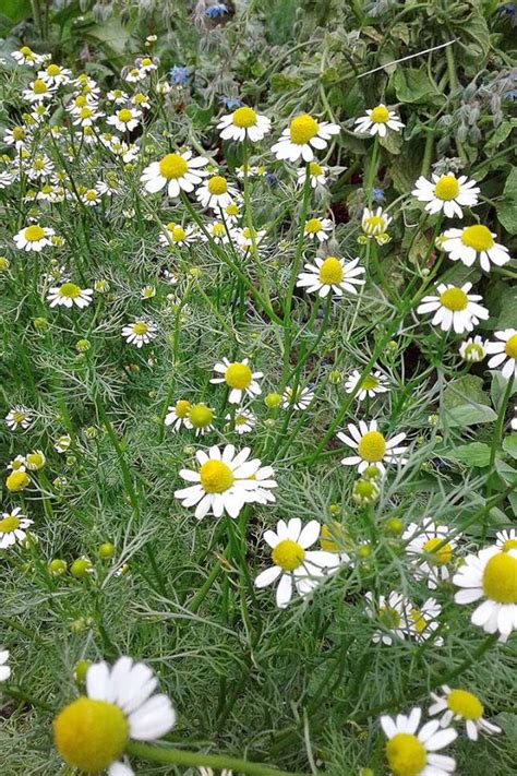 How To Grow Chamomile In Your Herb And Flower Garden