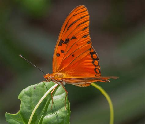 Fritillary | butterfly | Britannica