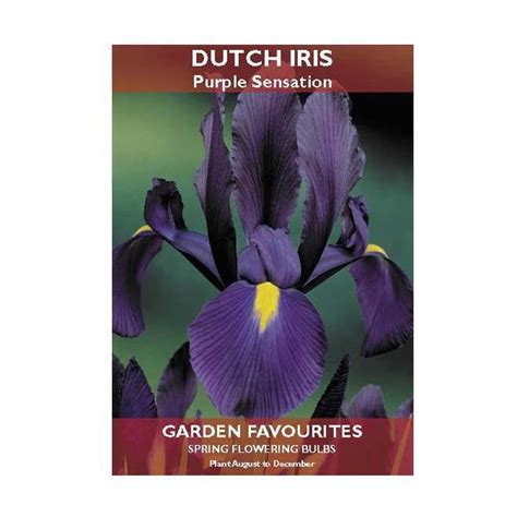Dutch Iris Purple Sensation Bulbs 10 Pack