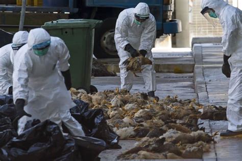 Current Bird Flu In China Could Become ‘pandemic Threat To Humans