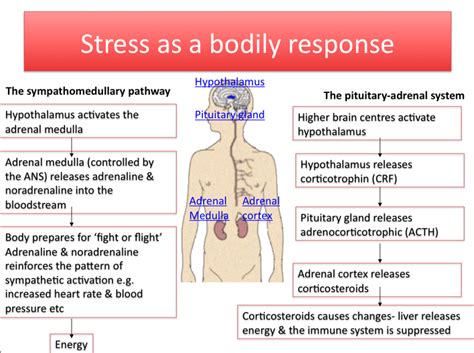 Biological Stress Response As Psychology