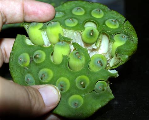 Make your seed to garden. Top of the Phnom: On the street: Fresh Lotus Seeds