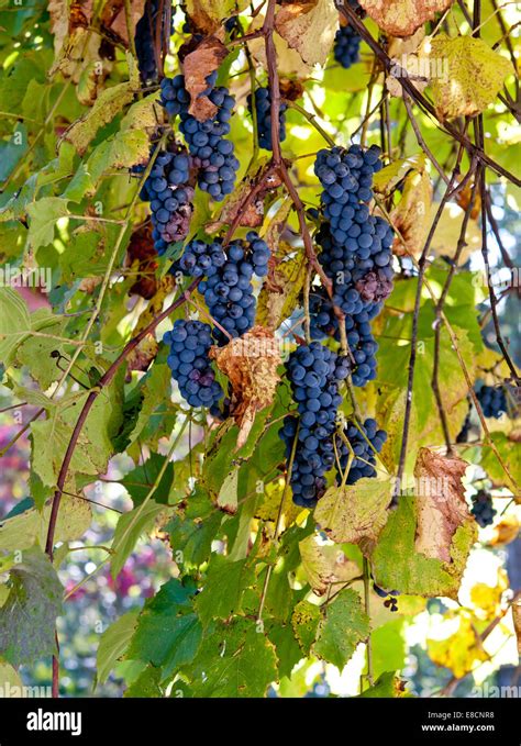 Blue Grape Branch Close Up Stock Photo Alamy