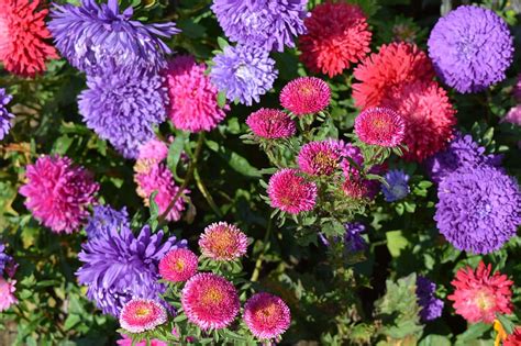 Asters Astra Flower Flowers Flower Bed Bright Autumn Bloom