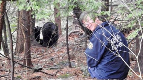 After Walking Thousands Of Miles Mink The Bear Is Almost Back Home Npr