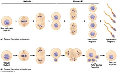 Scb 115 Lab 6 Mitosis And Meiosis Natural Sciences Open Educational