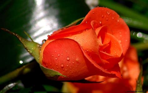 Orange Rose Images Hd Free Download Free Stock Photo Of One Orange