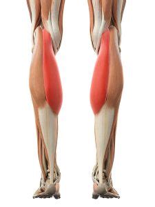 That would be the posterior aspect of the leg and deep to it would be the gastrocnemius and soleus mm. Calf Muscle Tear or Calf Strain: Calf muscle treatment ...