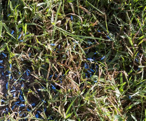 The Benefits Of Overseeding Your Lawn This Fall Manderley