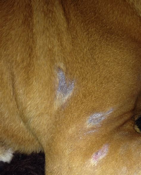 My Dog Has Bald Spots All Over