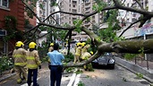 西半山塌樹壓平治 夫婦被困幸無恙 - 香港經濟日報 - TOPick - 新聞 - 社會 - D150419