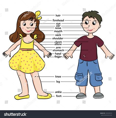 Cartoon Boy And Girl Vocabulary Of Body Parts Vector Illustration