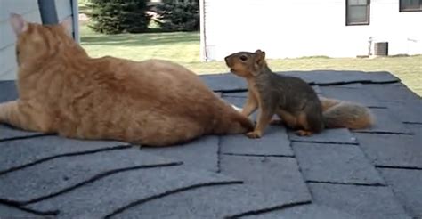 Cat And Squirrel Playing Like Theyre The Best Of Friends