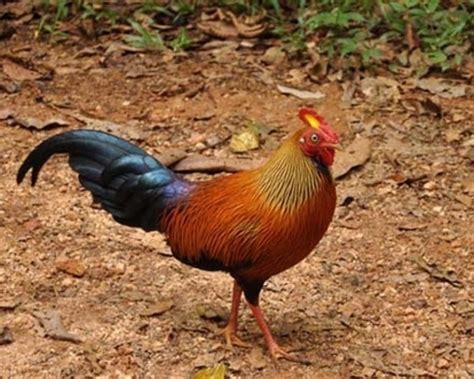 Sri Lankan Jungle Fowl Birds In Sri Lanka Dilmah Conservation