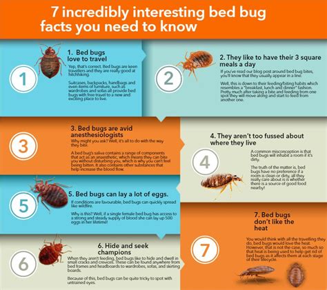 Bed Bugs Travel The O Guide